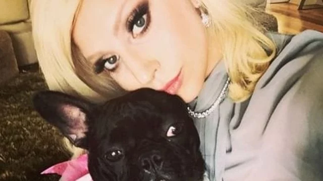 Lady gaga rapitori cani