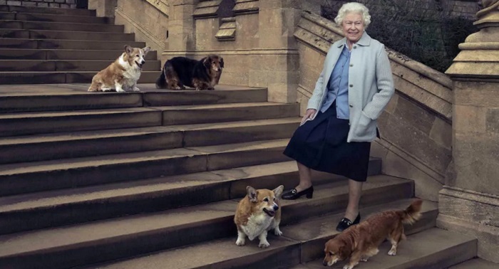 Regina Elisabetta: che fine faranno i suoi cani e i suoi cavalli