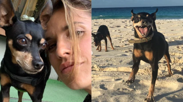 elisabetta canalis cane morte
