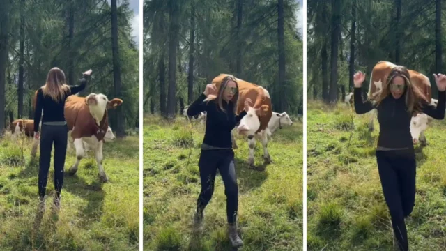 ilary blasi paura scappa mucca video