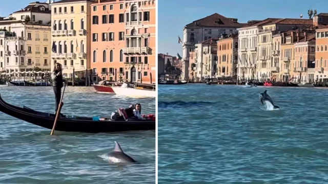 9177084_08200343_delfino_mimmo