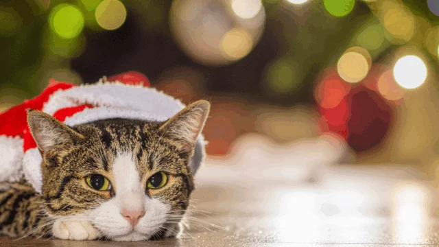 Fuochi d’artificio e animali