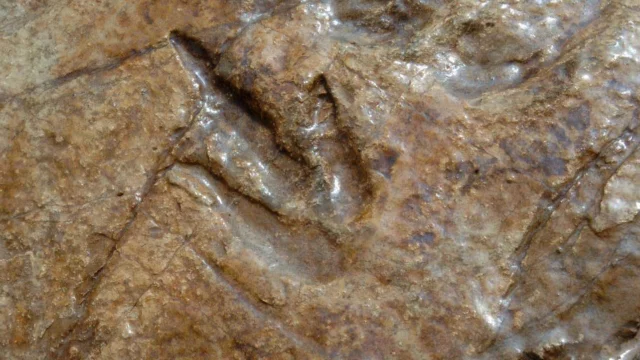 Parco dello Stelvio, scoperte migliaia di orme di dinosauri