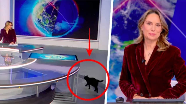 TG5 gatto studio diretta - Novella 2000