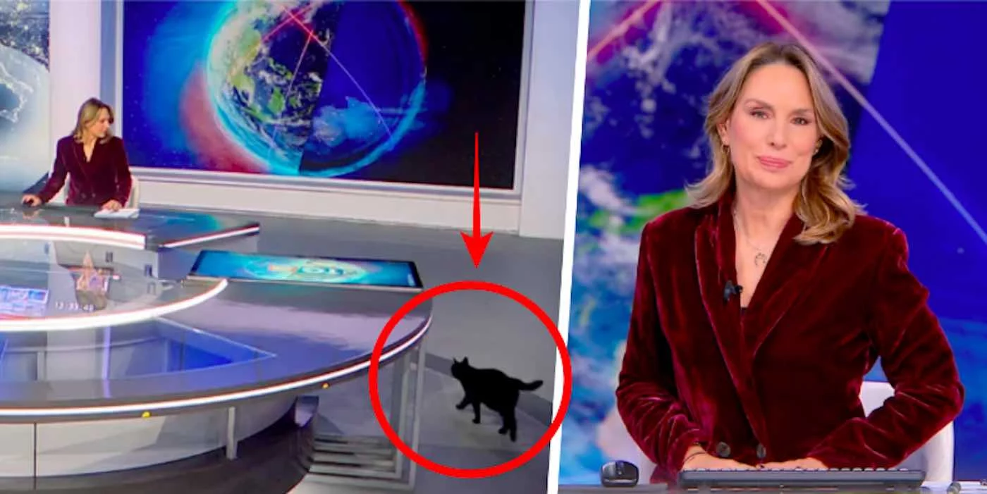 TG5, un gatto spunta in studio durante la diretta (e no, non è intelligenza artificiale)