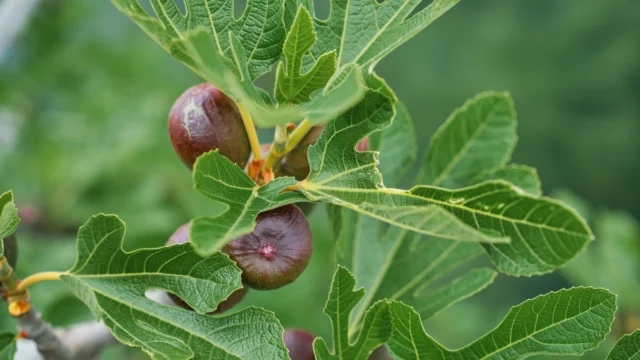 Ricina, sostanza altamente tossica: cos'è e perché è pericolosa?