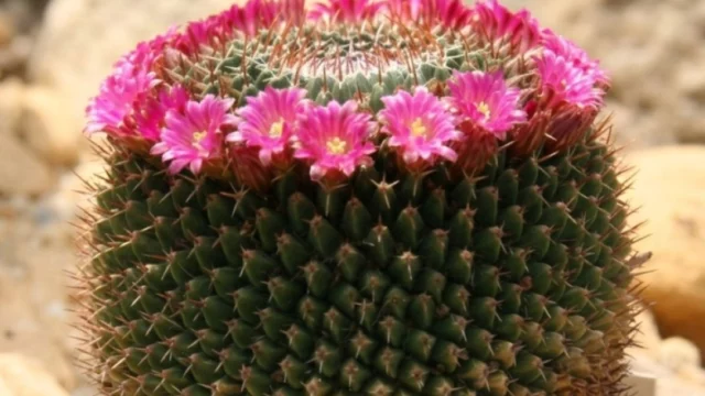 piante grasse con fiori bellissimi