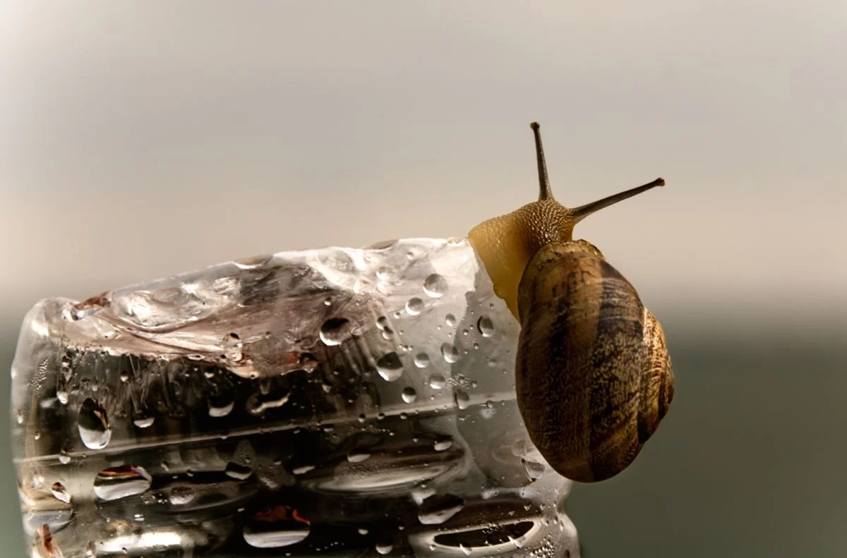 snail mucin la bava di lumaca spopola nella skincare coreana da Novella2000.it snail mucin la bava di lumaca spopola nella skincare coreana